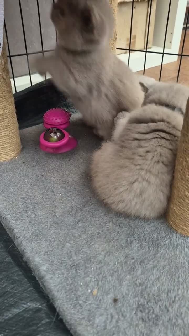 British Shorthair cats for sale: British shorthair kittens fawn and chocolate males - Video 1