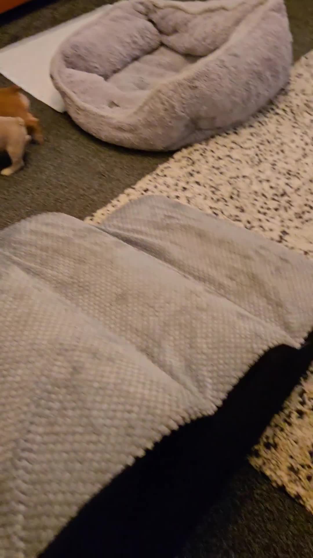 French Bulldog dogs for sale: French bulldog puppies.  - Video 3