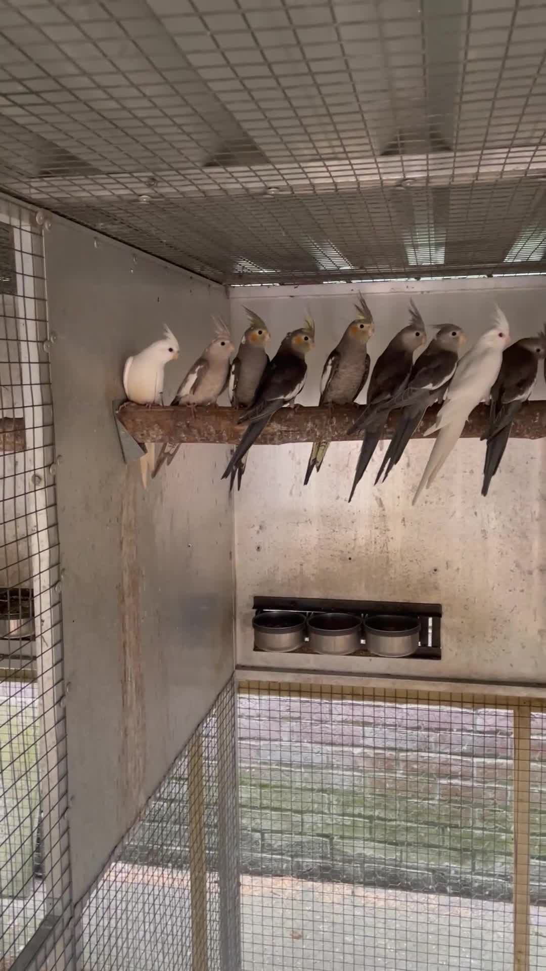 Cockatiels birds for sale:  2026 Young cockatiels, Plus breeding pair - Video 1