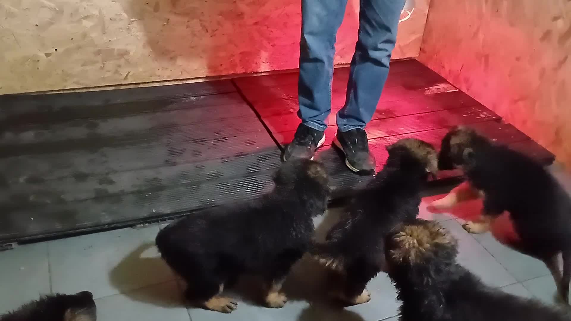 German Shepherd dogs for sale: Chunky German Sheperd puppies - Video 1