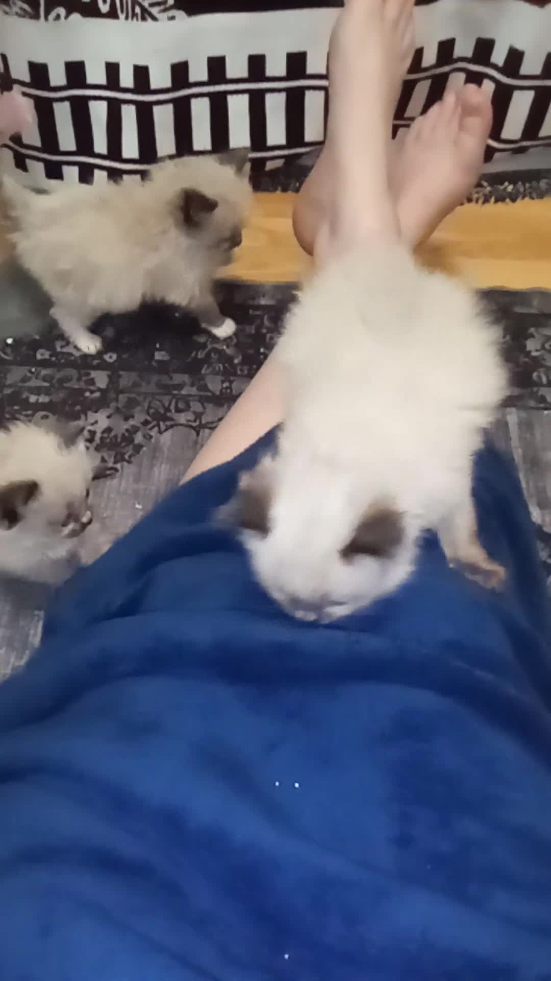 Ragdoll cats for sale: 😸😸Pure Ragdoll kittens😸😸 - Video 2
