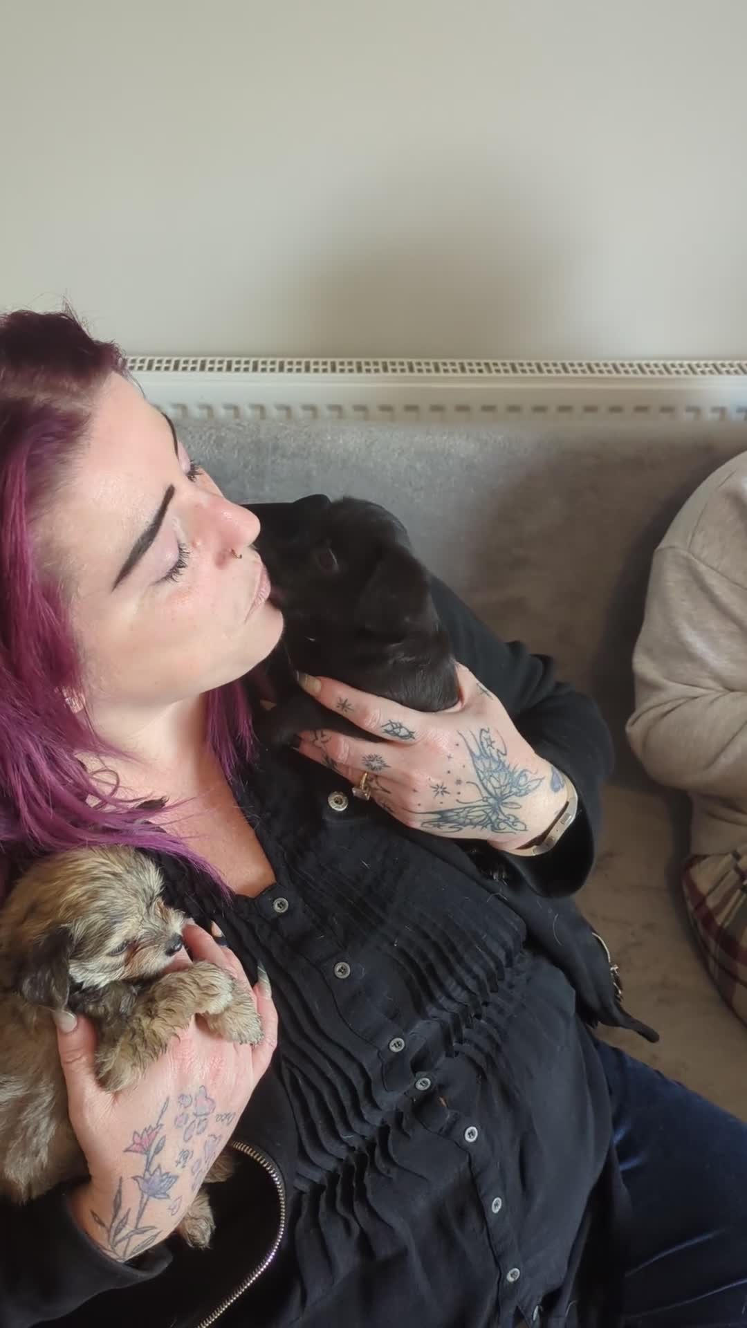 Chipoo dogs for sale: Non shed, health tested  chipoo girl - Video 4