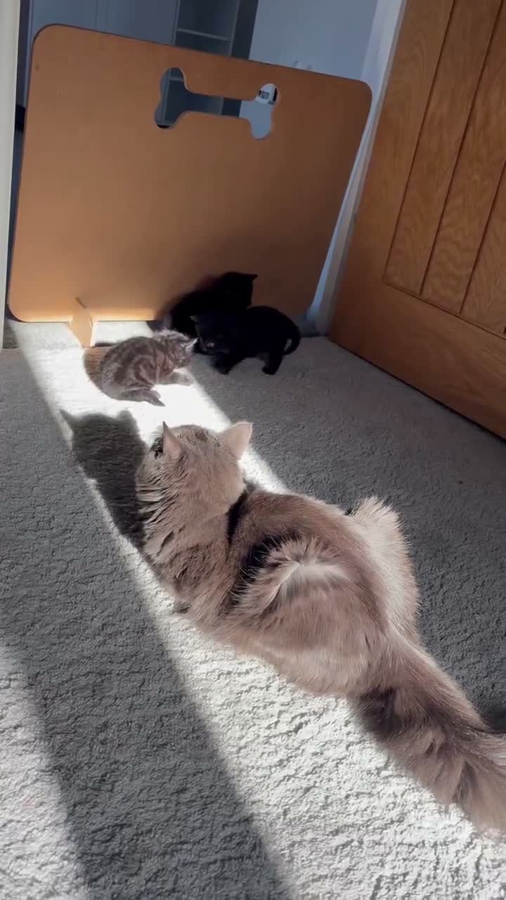 Mixed Breed cats for sale: 🖤 Gorgeous black Kittens   - Video 1