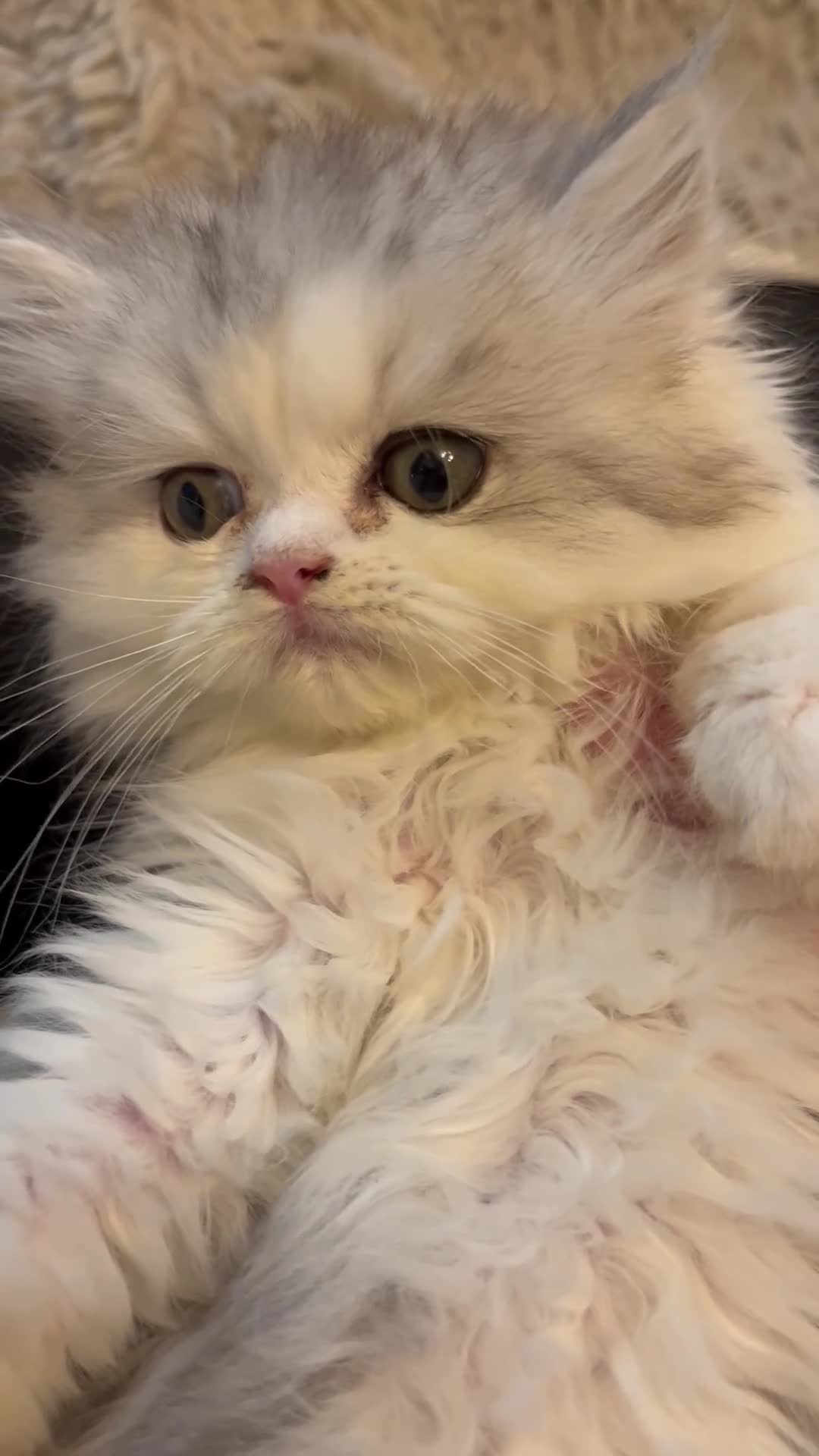 Persian cats for sale: Adorable silver tip pure Persian girl  - Video 1