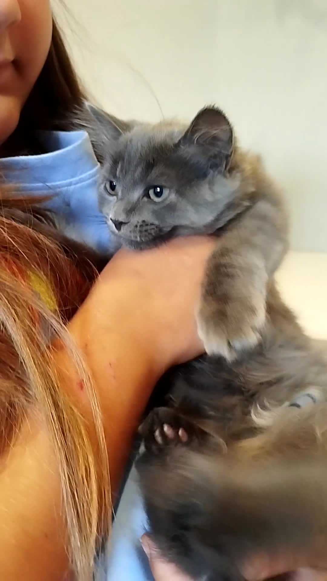Mixed Breed cats for sale: Cookie  in Chatteris - Video 1
