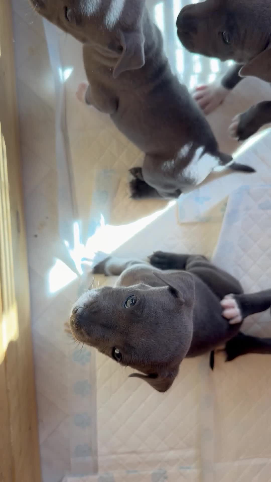 Staffordshire Bull Terrier dogs for sale: Blue staffordshire bull terrier puppies - Video 1