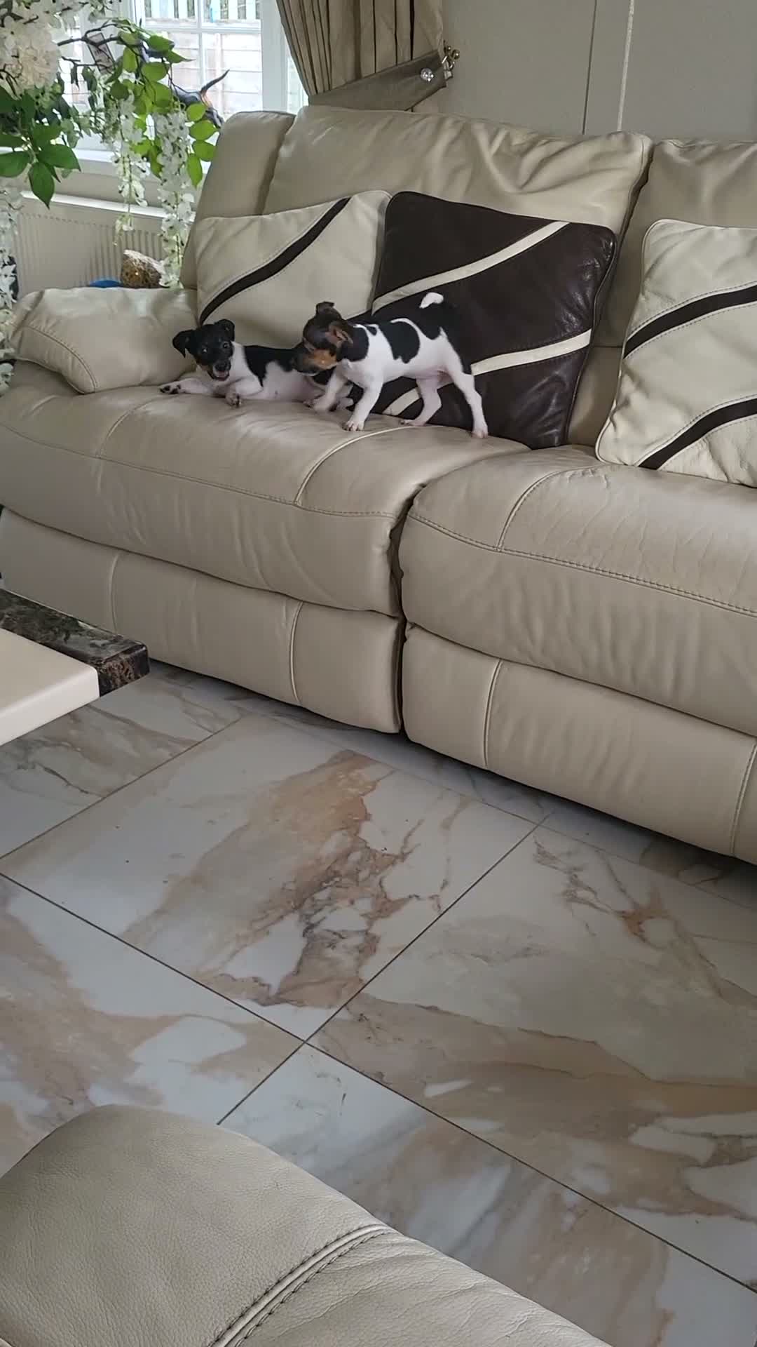 Jack Russell dogs for sale: Minature Jack Russell puppies - Video 1