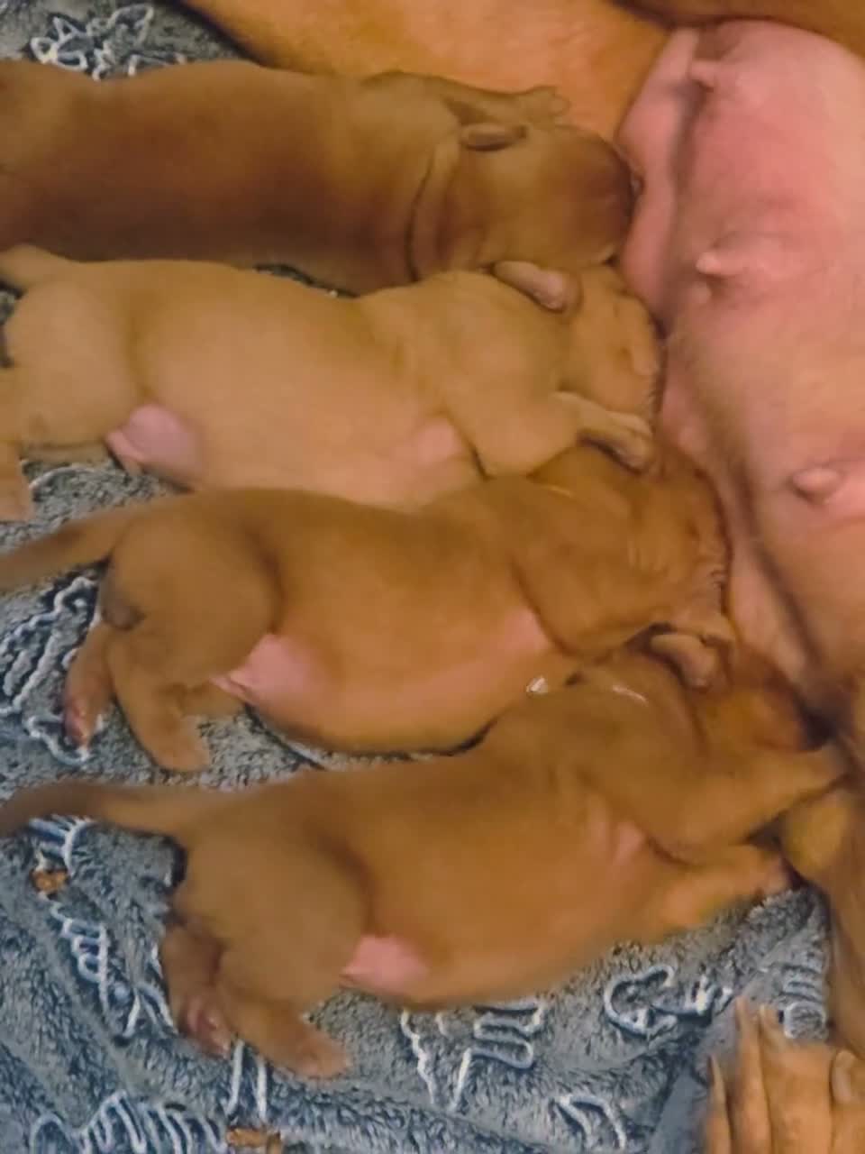 Dogue De Bordeaux dogs for sale: Gorgeous full ddb puppies in Telford - Video 2