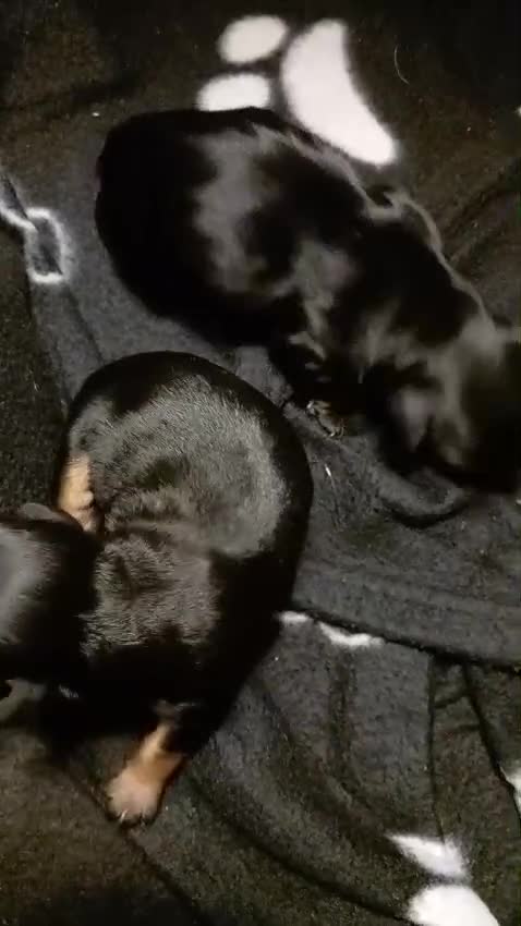 Mixed Breed dogs for sale: Jackapoo cross  - Video 1