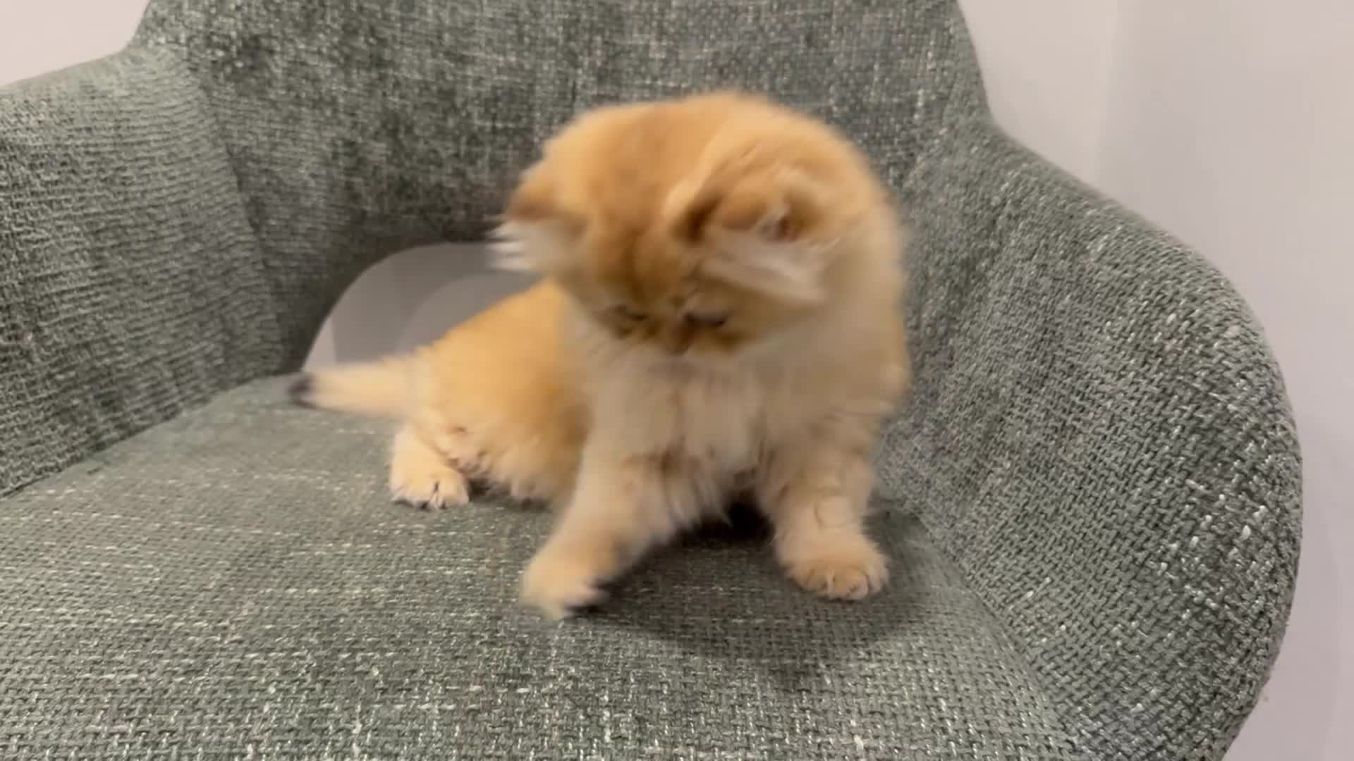 British Longhair cats for sale: Golden and Blue golden British longhairs - Video 1