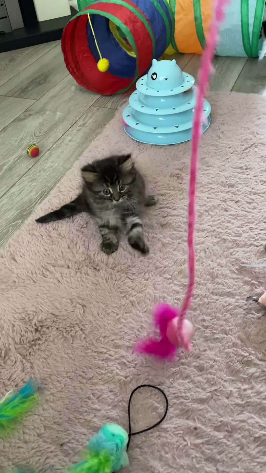 British Longhair cats for sale: 4 adorable kittens - Video 2