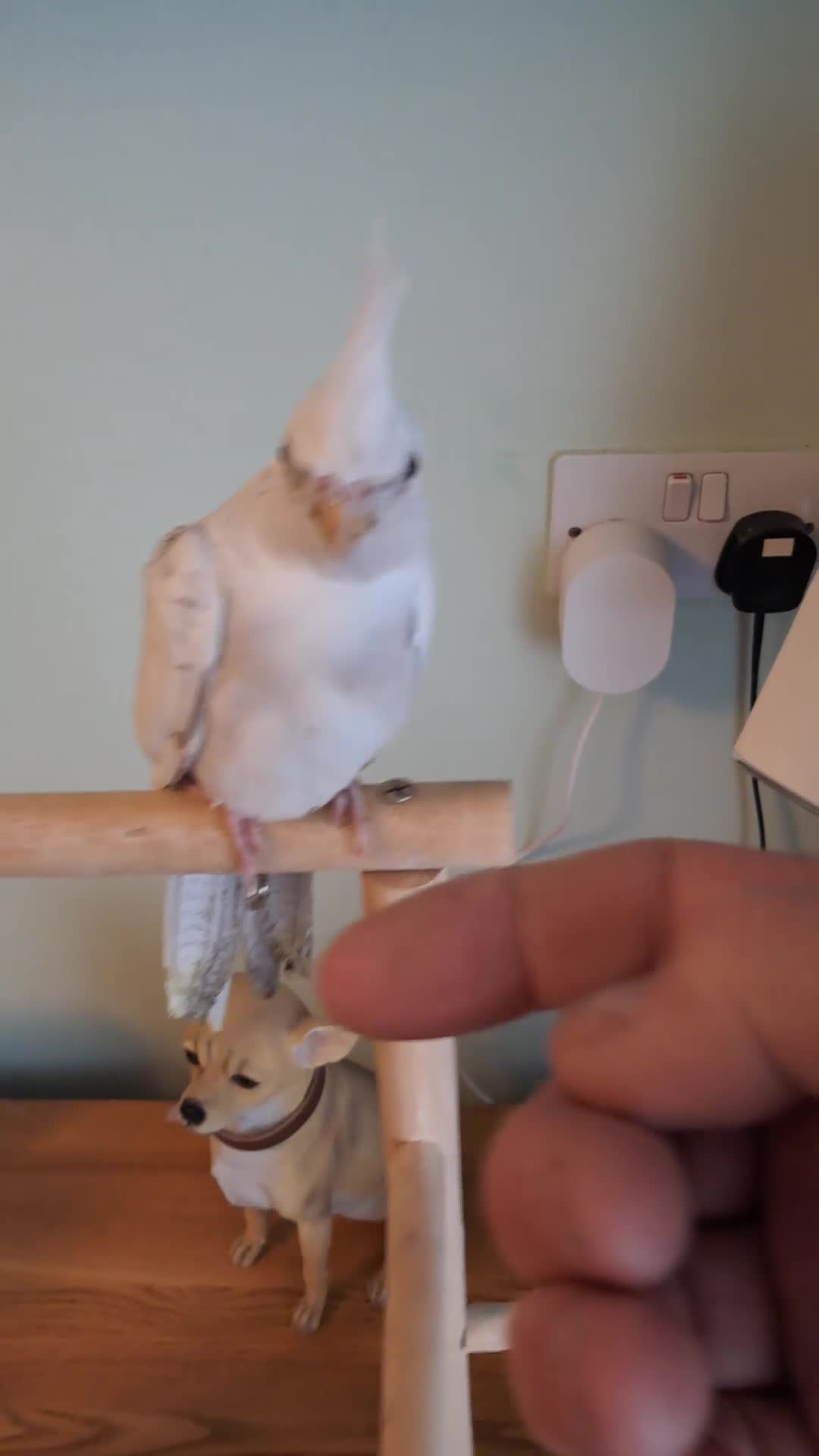 Cockatiels birds for sale: Hand reared baby cocktails ready now for they home - Video 1