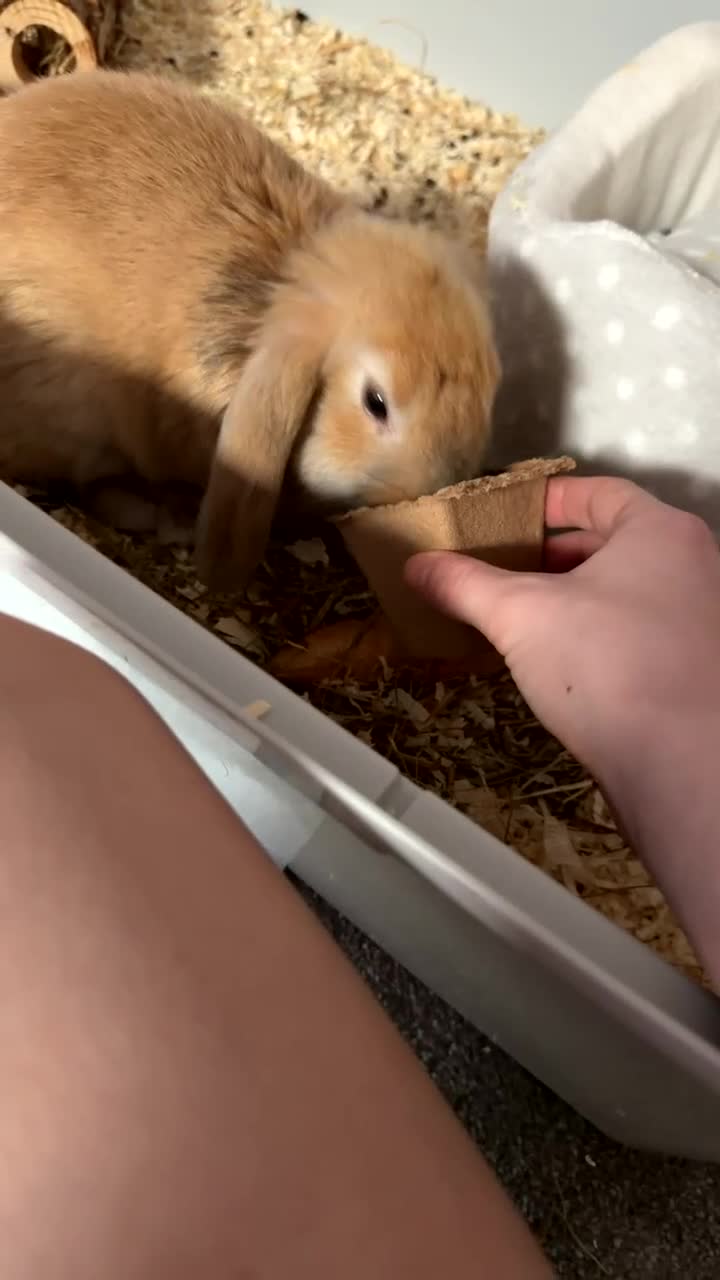 French Lop rabbits for sale: Rabbit needs rehoming  in Darwen - Video 2