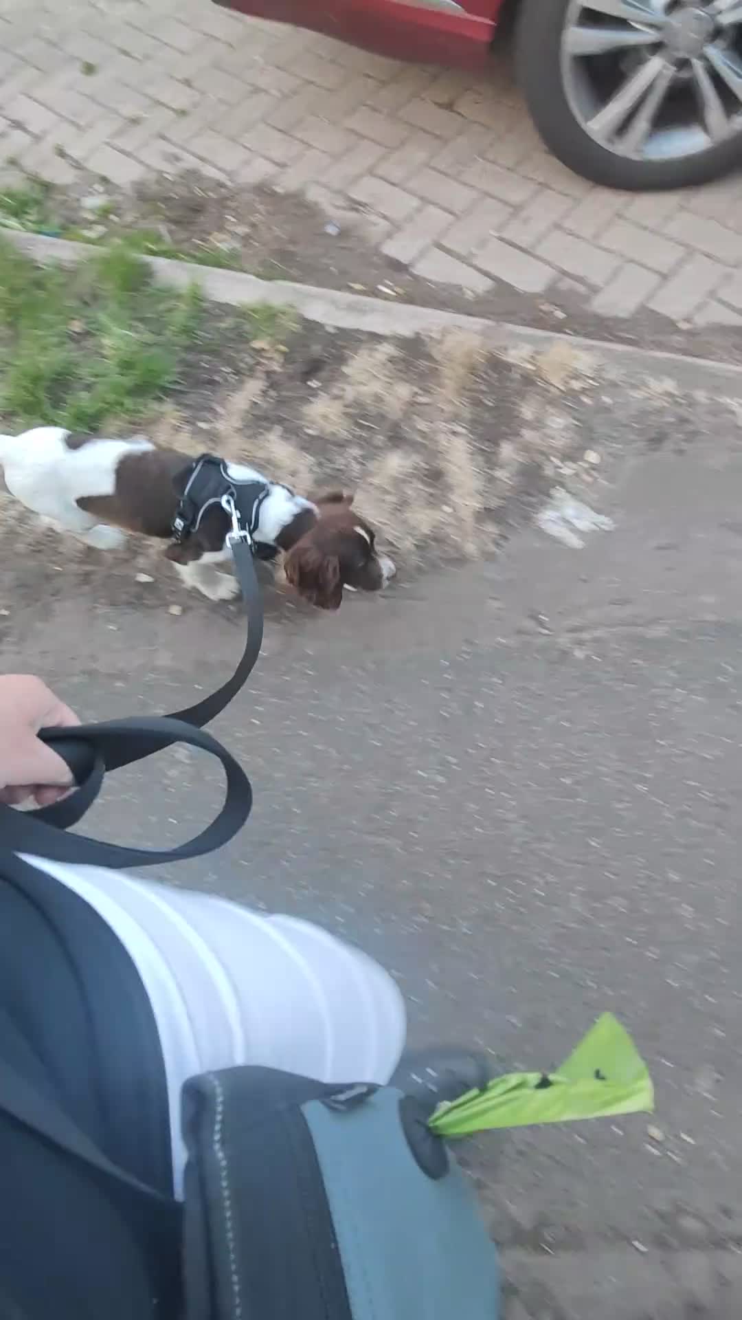 Cocker Spaniel dogs for sale: cocker spaniel called Milo  - Video 1