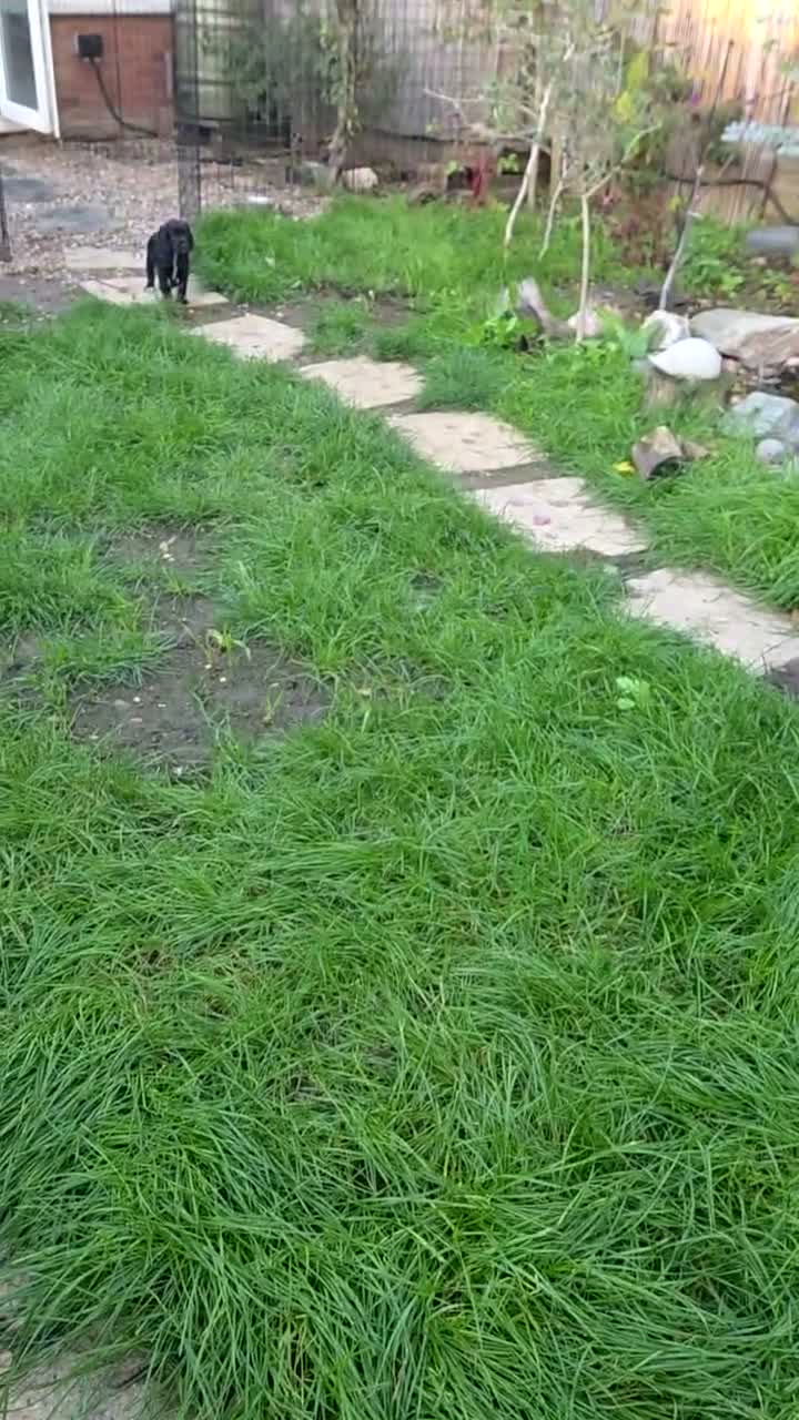 Cocker Spaniel dogs for sale: Working cocker spaniel  - Video 1