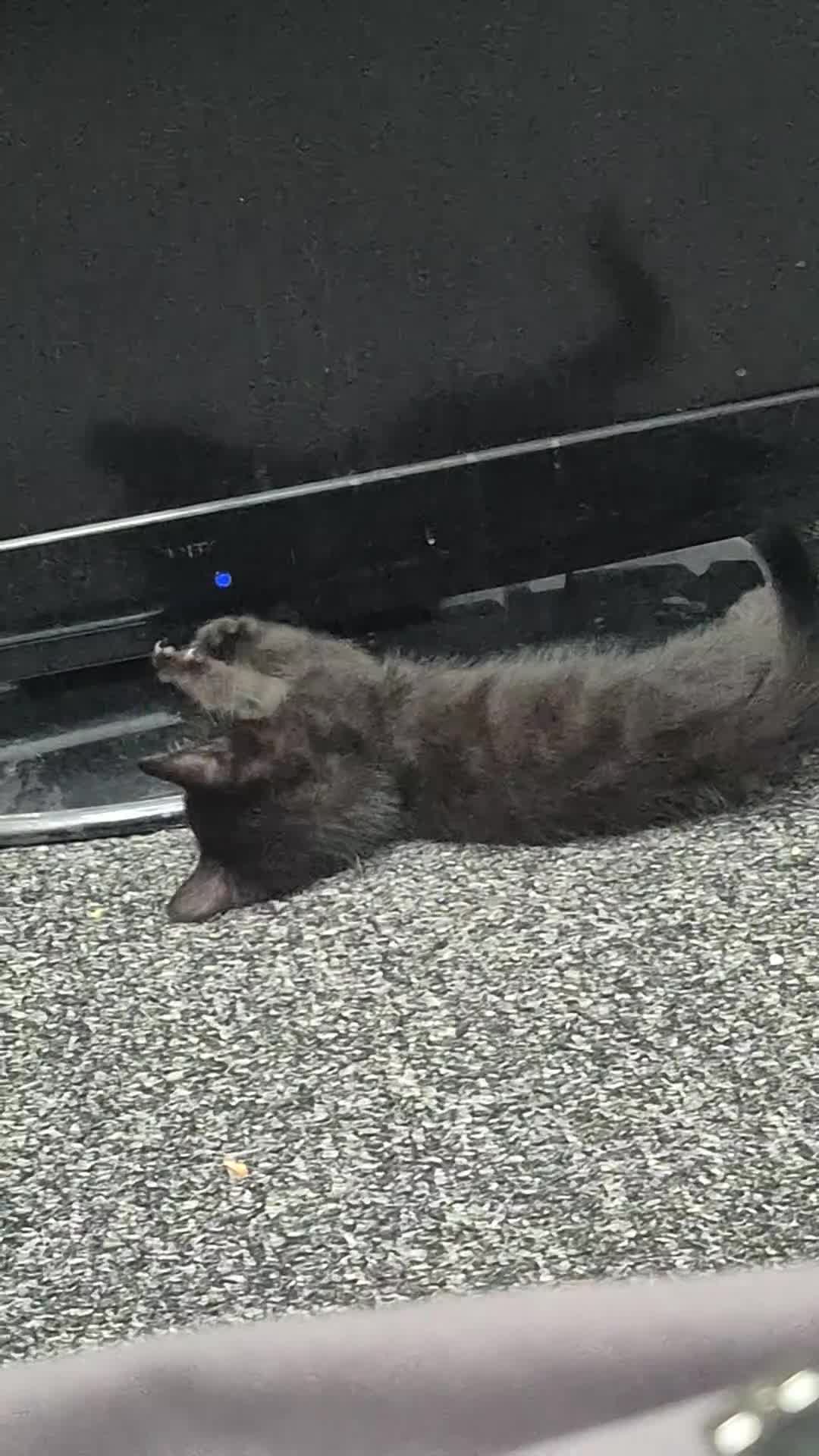 Mixed Breed cats for sale: 2 black kittens for sale - Video 4