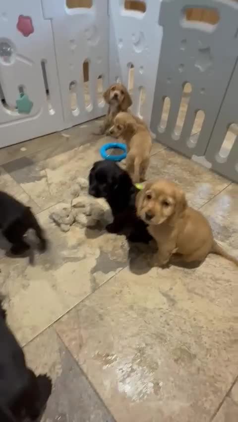 Cocker Spaniel dogs for sale: Stunning Cocker Spaniel Puppies  - Video 1