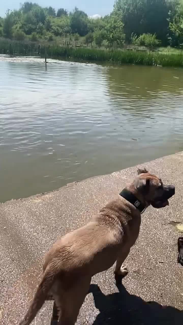 Cane Corso dogs for sale: Cane corsos puppies  - Video 1