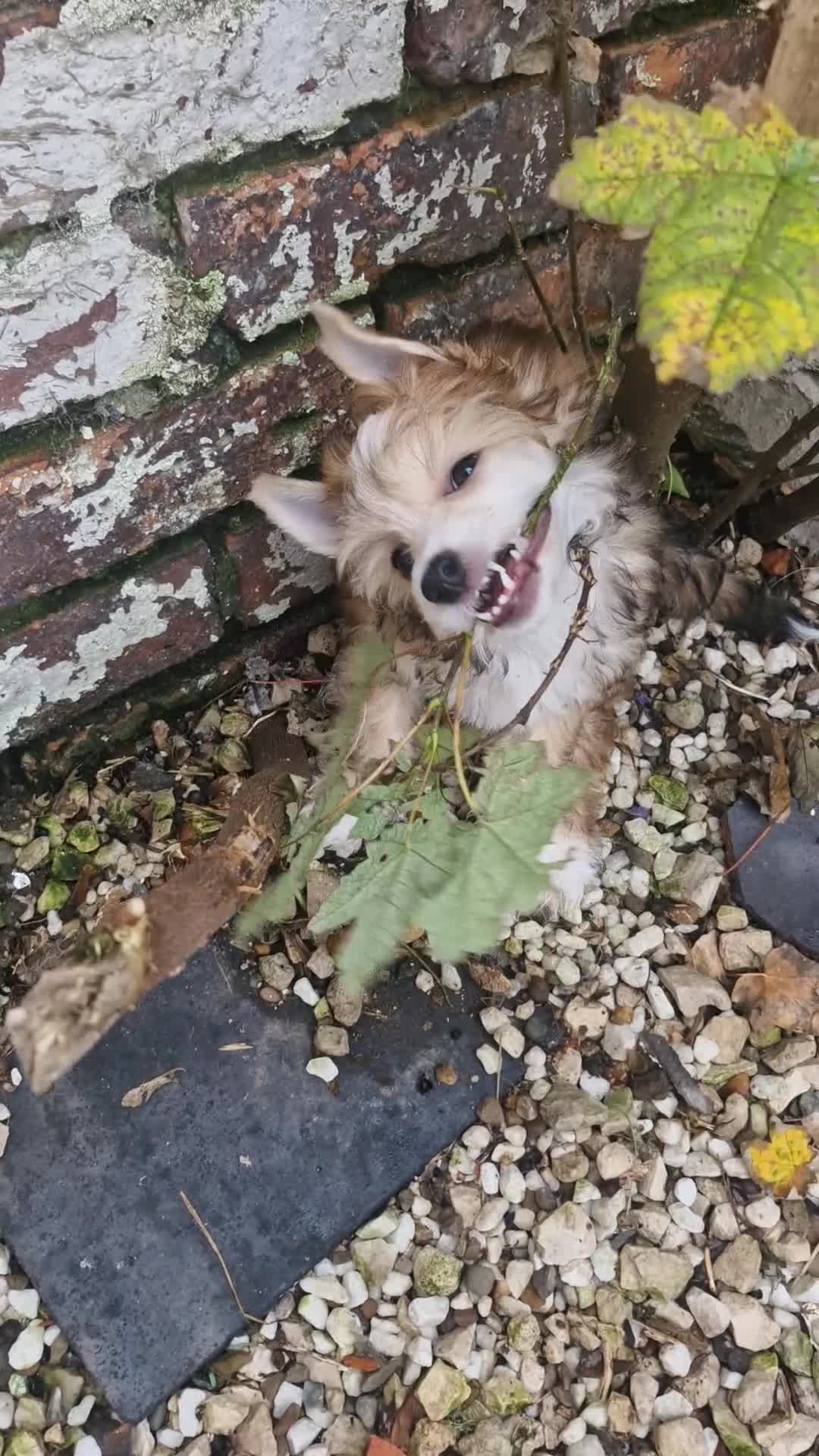 Chinese Crested dogs for sale: 12 weeks old  hl boy 1800, pp boy 970 in Crewe - Video 1