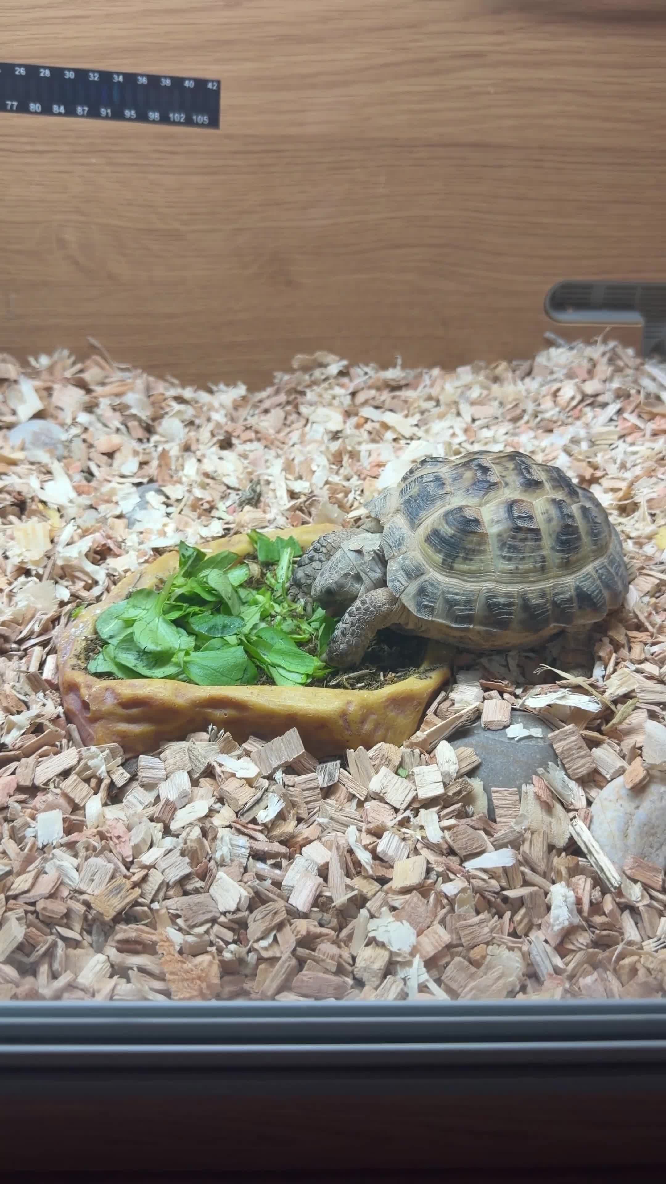 Tortoise reptiles for sale: Tortoise and enclosure for sale  - Video 1
