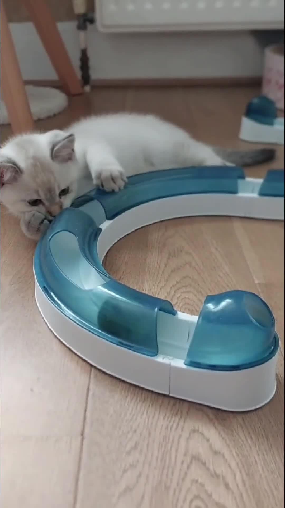 Scottish Fold cats for sale: Pedigree Scottish Folds kittens READY TO LEAVE - Video 2
