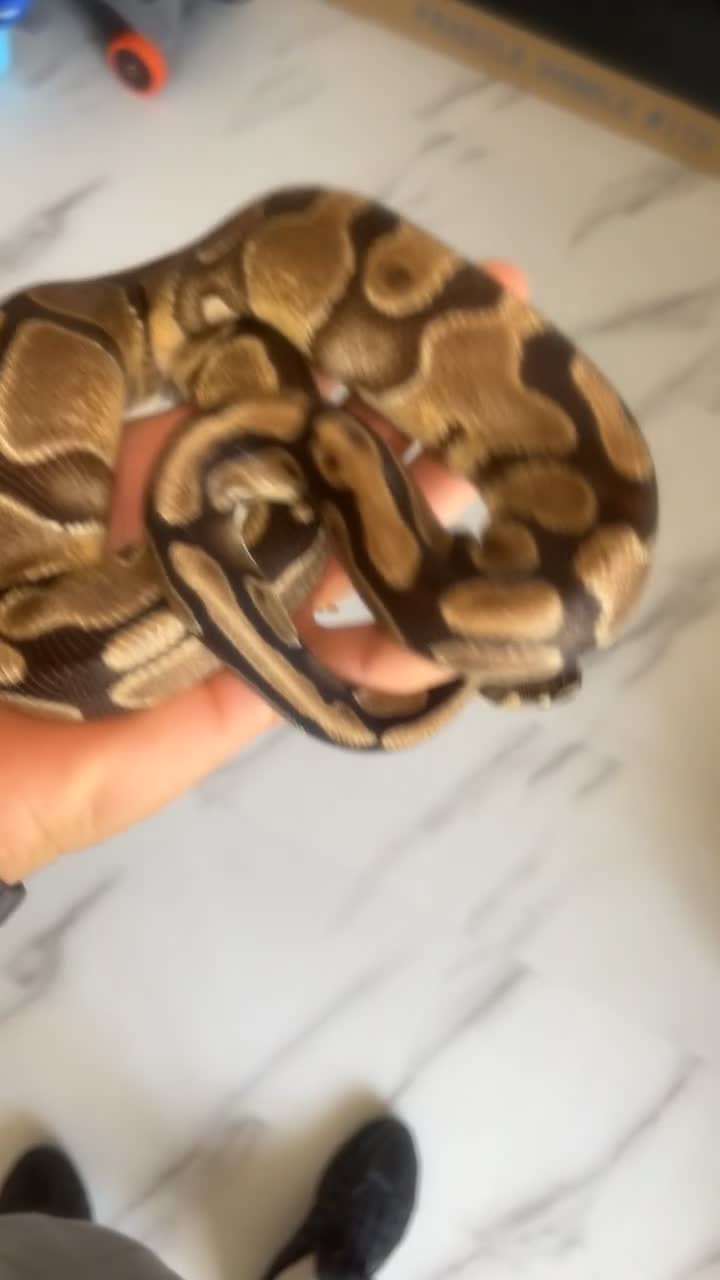 Python Snake reptiles for sale: 2 Royal Python  - Video 2