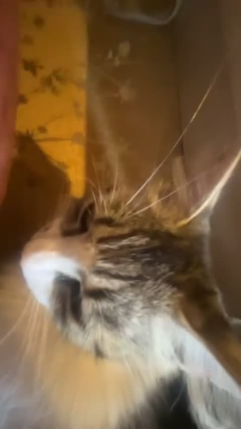 Mixed Breed cats for sale: FOR SALE!! cats and kittens x - Video 3