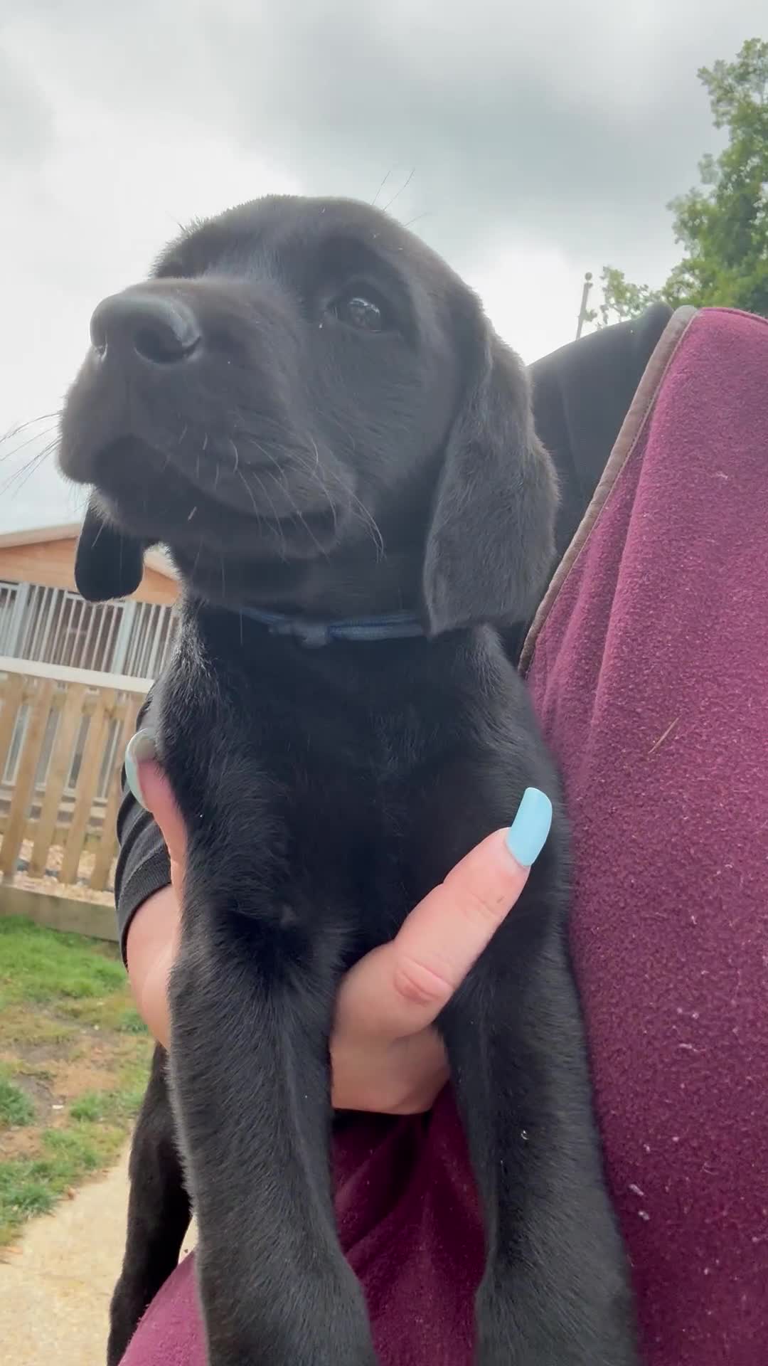 Labrador Retriever dogs for sale: Stunning KC reg black labs READY THIS WEEKEND - Video 1