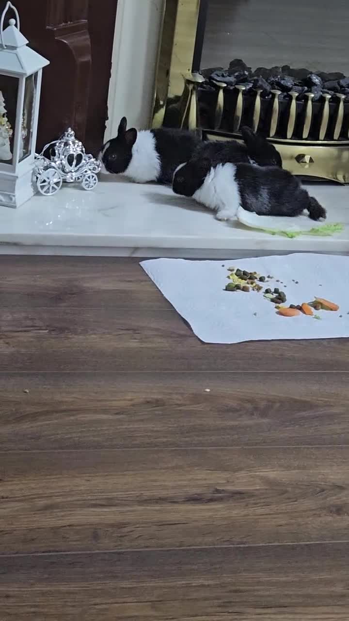 Rex rabbits for sale: They are 5 weeks old so nice baby - Video 1