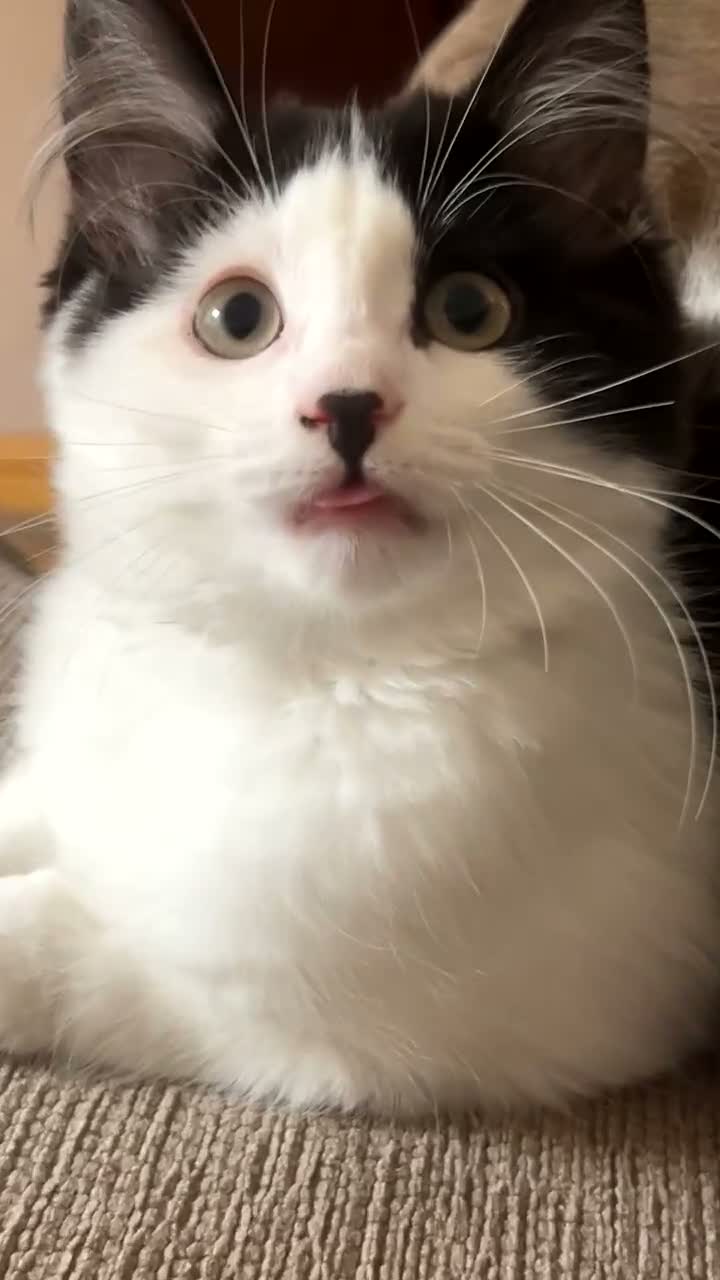 Domestic Shorthair cats for sale: Female Kitten in Telford - Video 1
