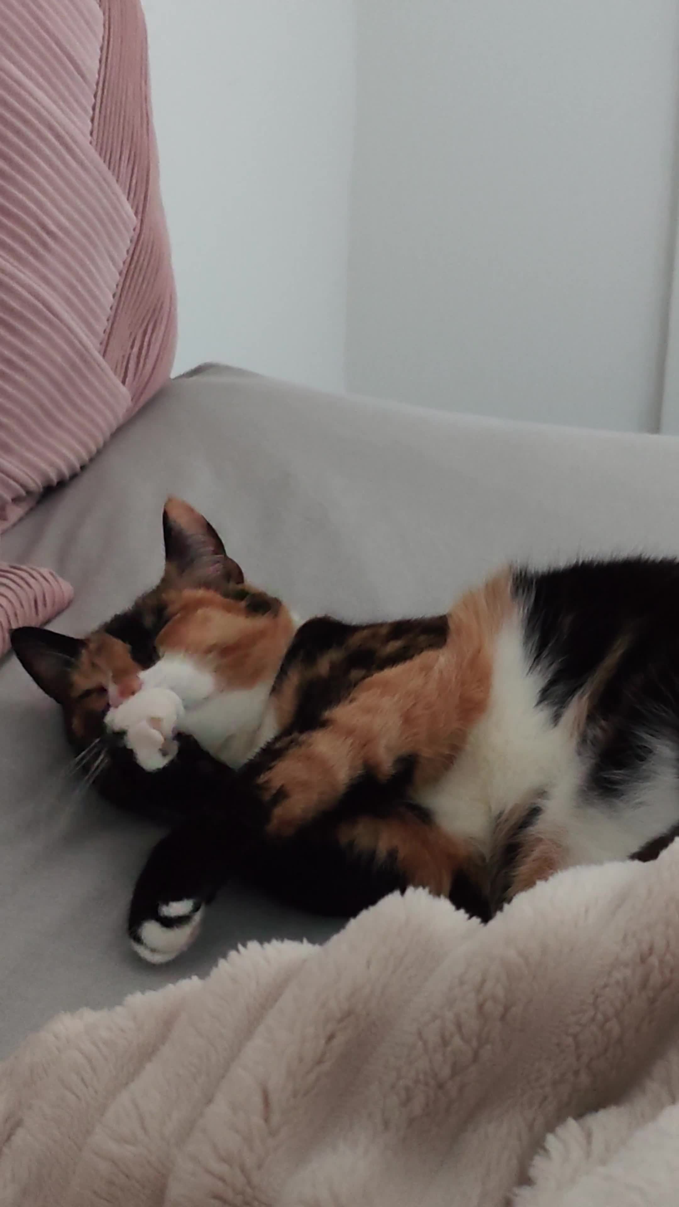 Domestic Shorthair cats for sale: CHOCO IN NEED OF EMERGENCY REHOMING in Liverpool - Video 1