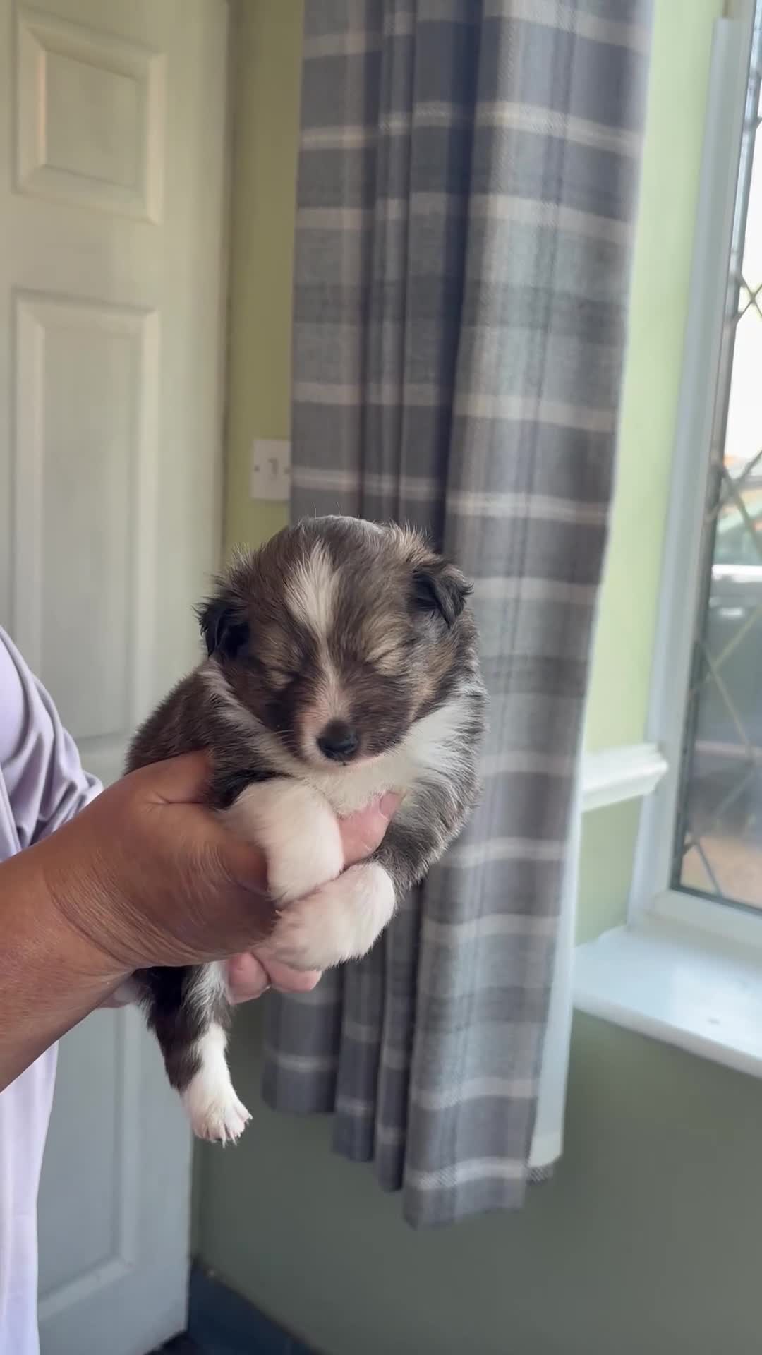 Shetland Sheepdog dogs for sale: Beautiful shaded sable puppies  - Video 2