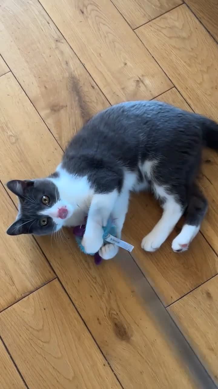 British Shorthair cats for sale: Stella - Video 1