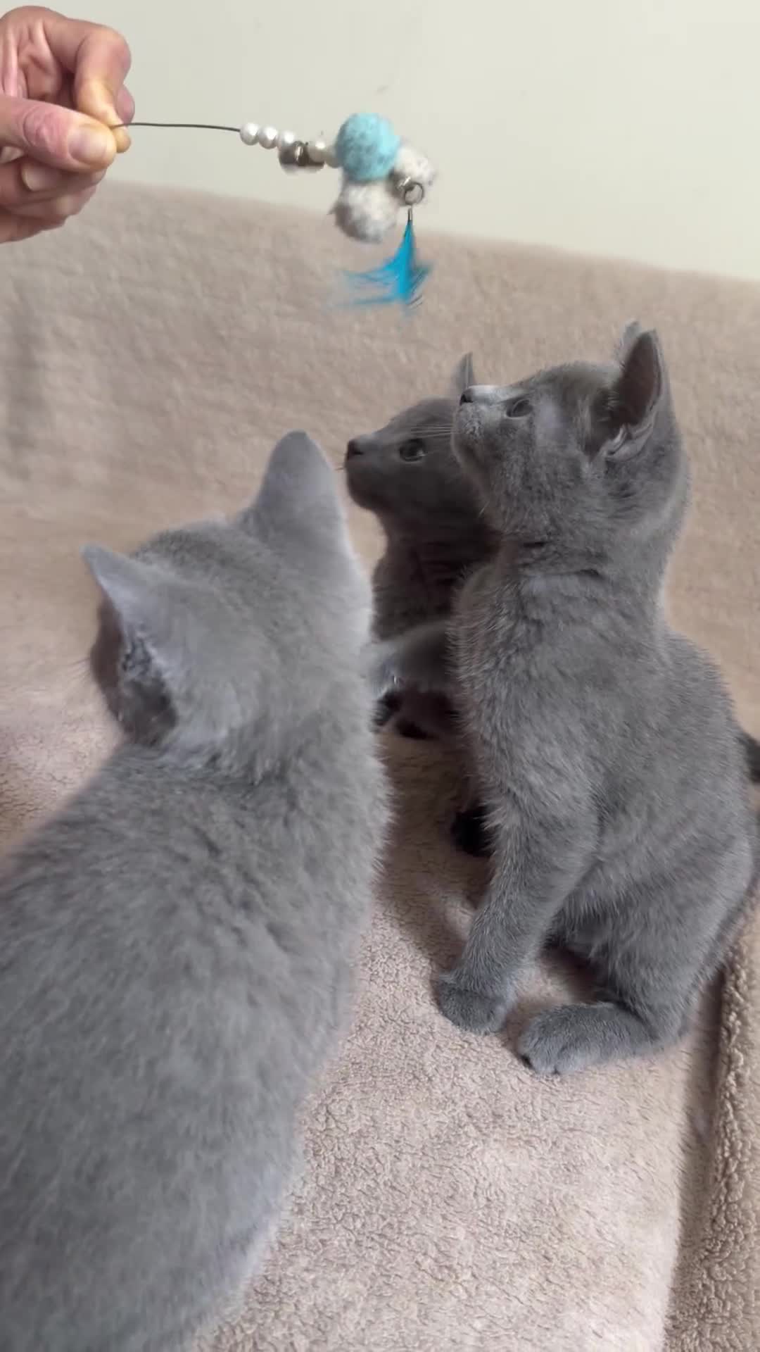 Russian Blue cats for sale: Beautiful Russian Blue Kittens - Video 1