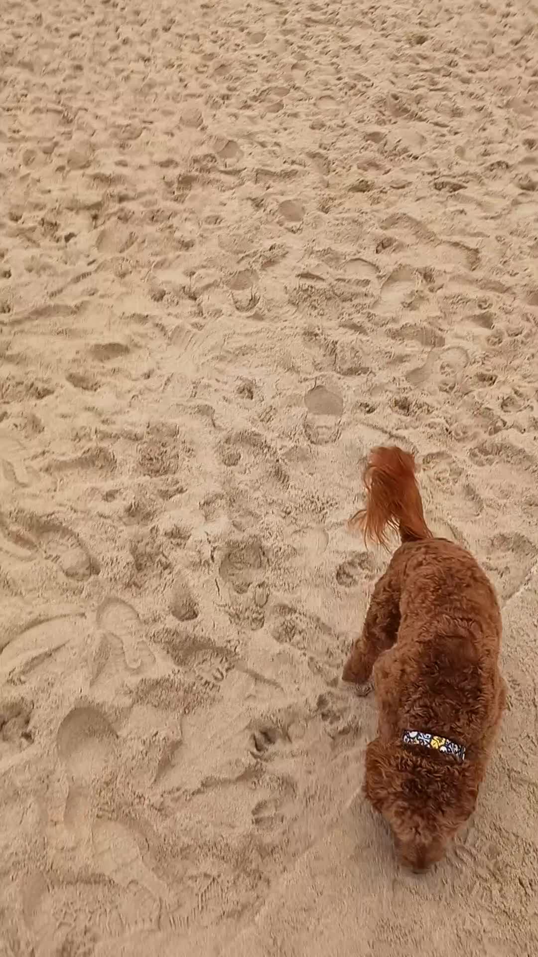 Cockapoo dogs for stud: Cockapoo Stud  - Video 1