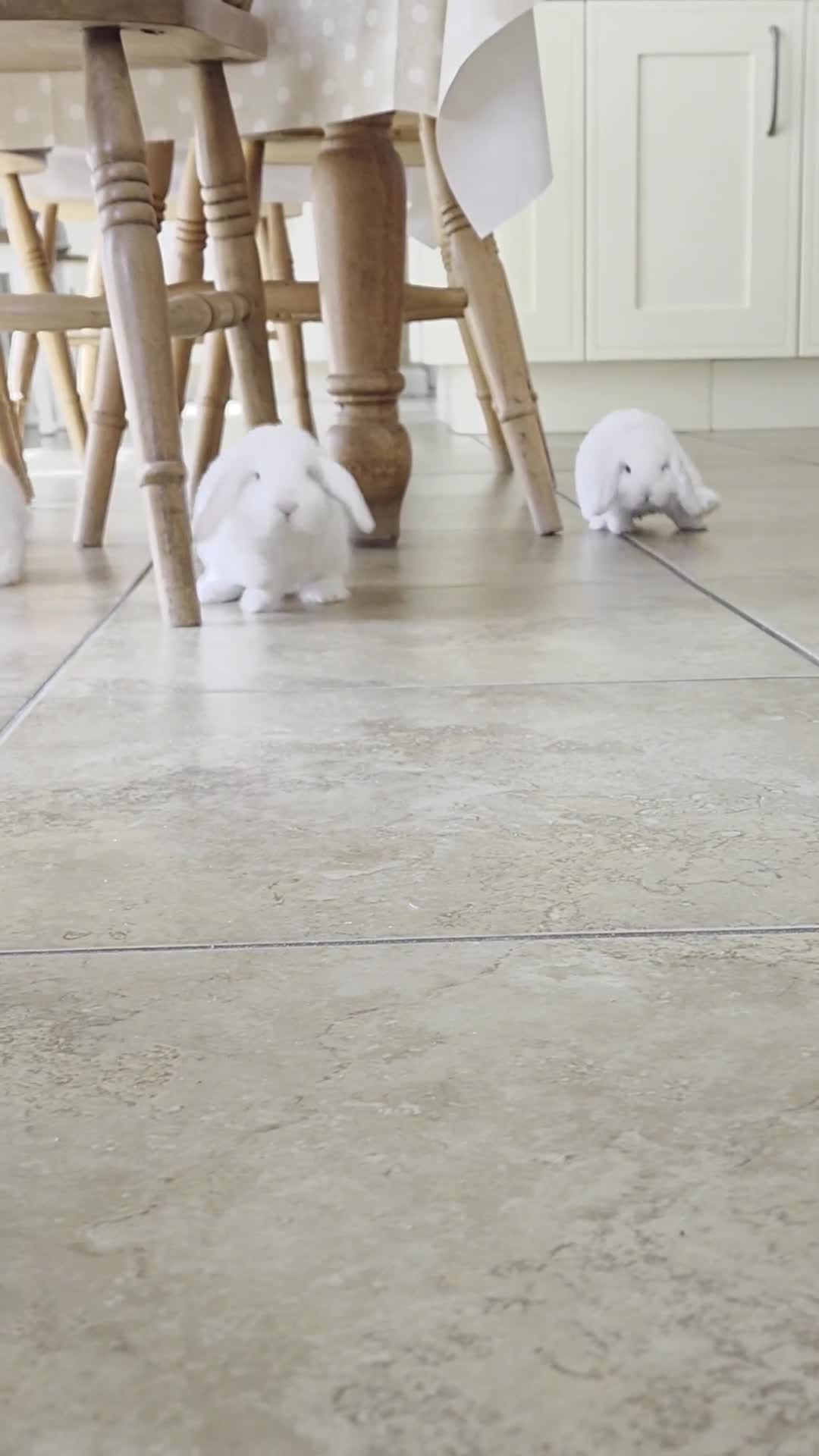 French Lop rabbits for sale: Beautiful baby French Lop bucks in Stone - Video 1