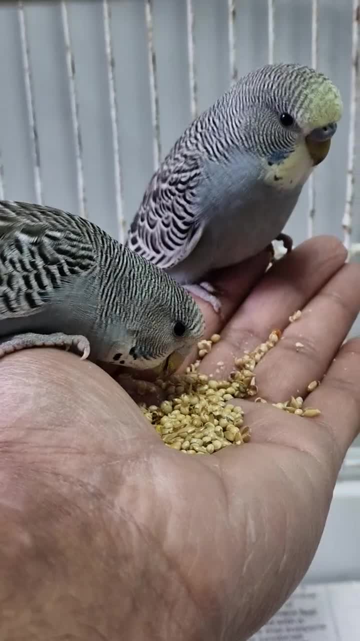 Budgerigars birds for sale: Super silly hand tamed baby budgies  - Video 1