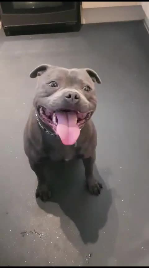 Staffordshire Bull Terrier dogs for stud: OUTSTANDING QUALITY BLUE STUD (PROVEN) in Hounslow - Video 3