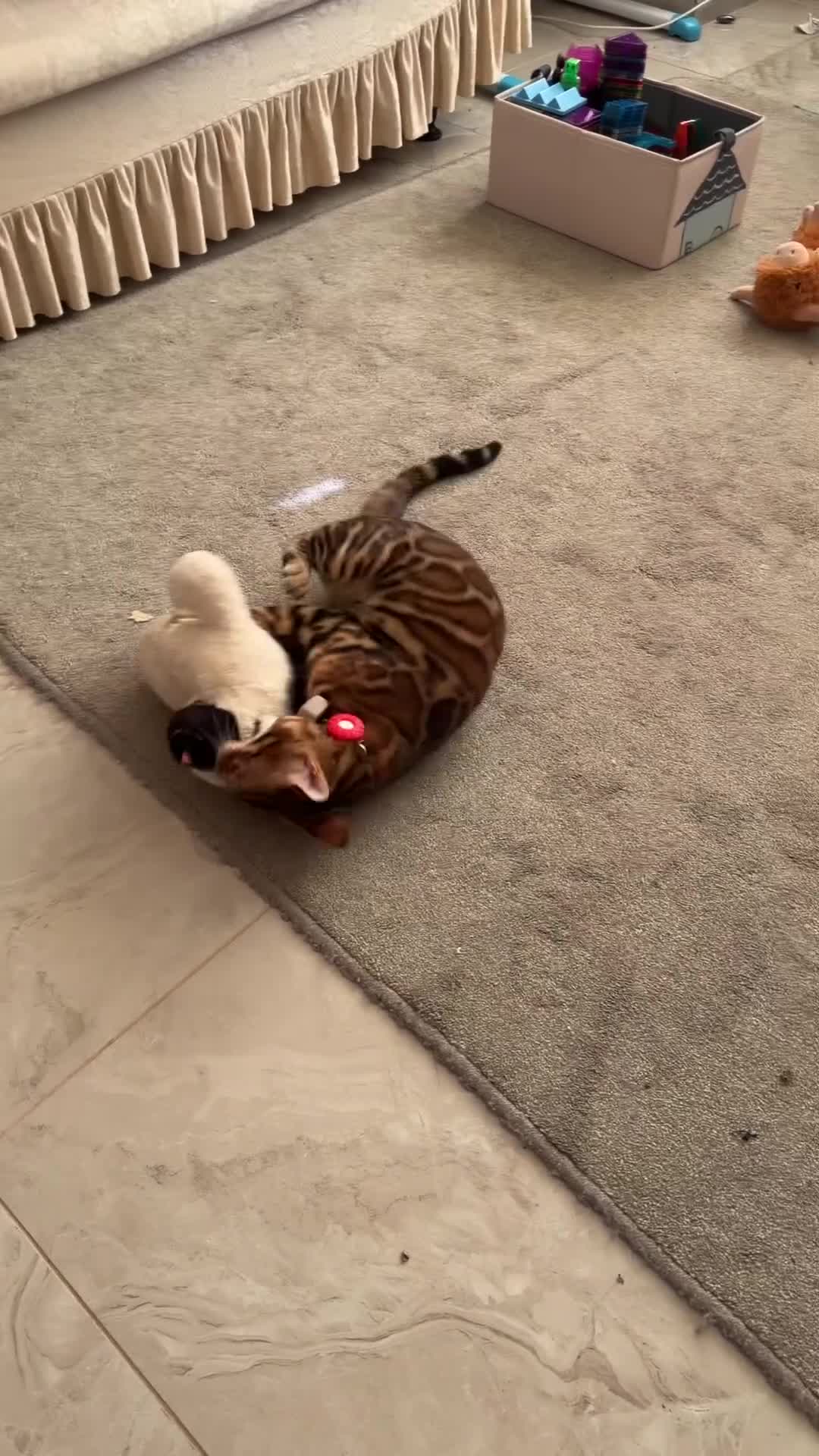 Bengal cats for sale: ❤️⭐️ Exceptional Bengal Male ⭐️❤️ - Video 1