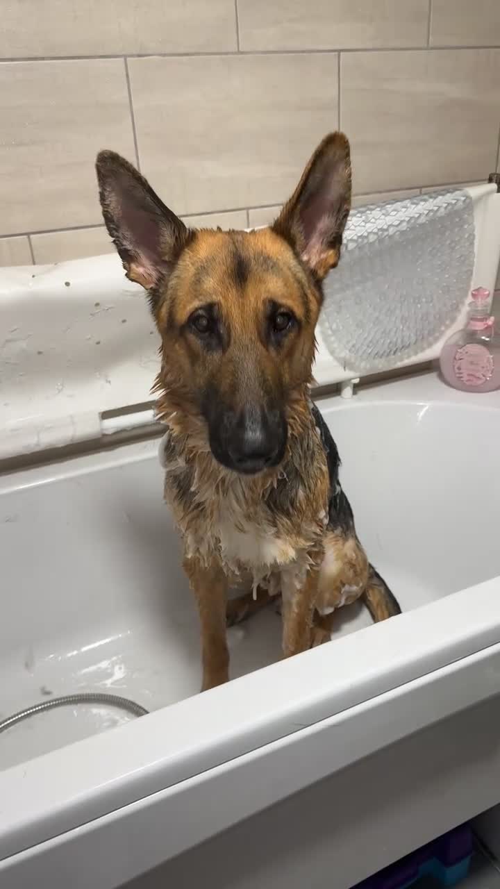 German Shepherd dogs for stud: Purebred German Shepherd for Stud - Video 3