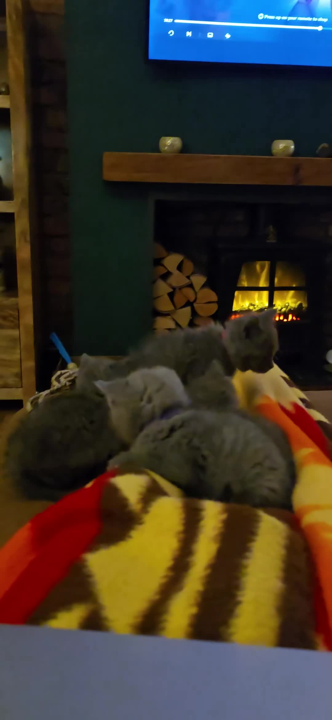 British Shorthair cats for sale: Adorable British Shorthairs. Ready 29/12. - Video 1