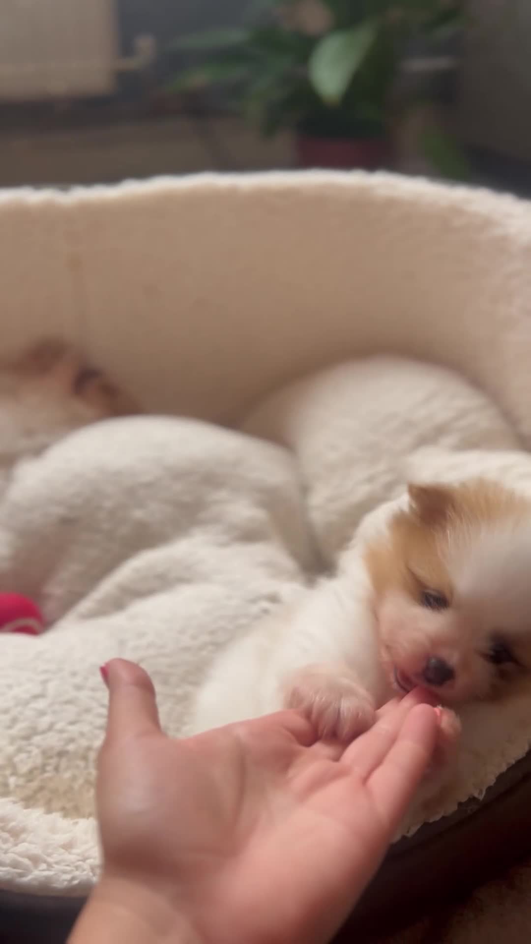 Pomeranian dogs for sale:  Pomeranian Puppies – Available to Reserve - Video 1