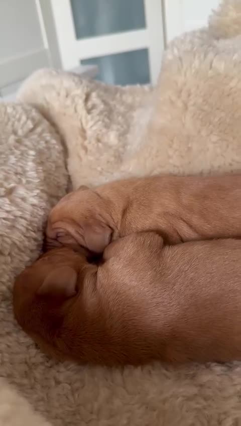 Hungarian Vizsla dogs for sale:  Adorable Vizsla Puppies for Sale🐶😍❤️ - Video 1