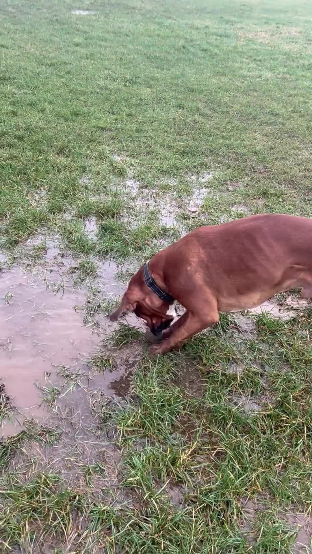 Boxer dogs for sale: Gorgeous Boy Boxer - Video 1