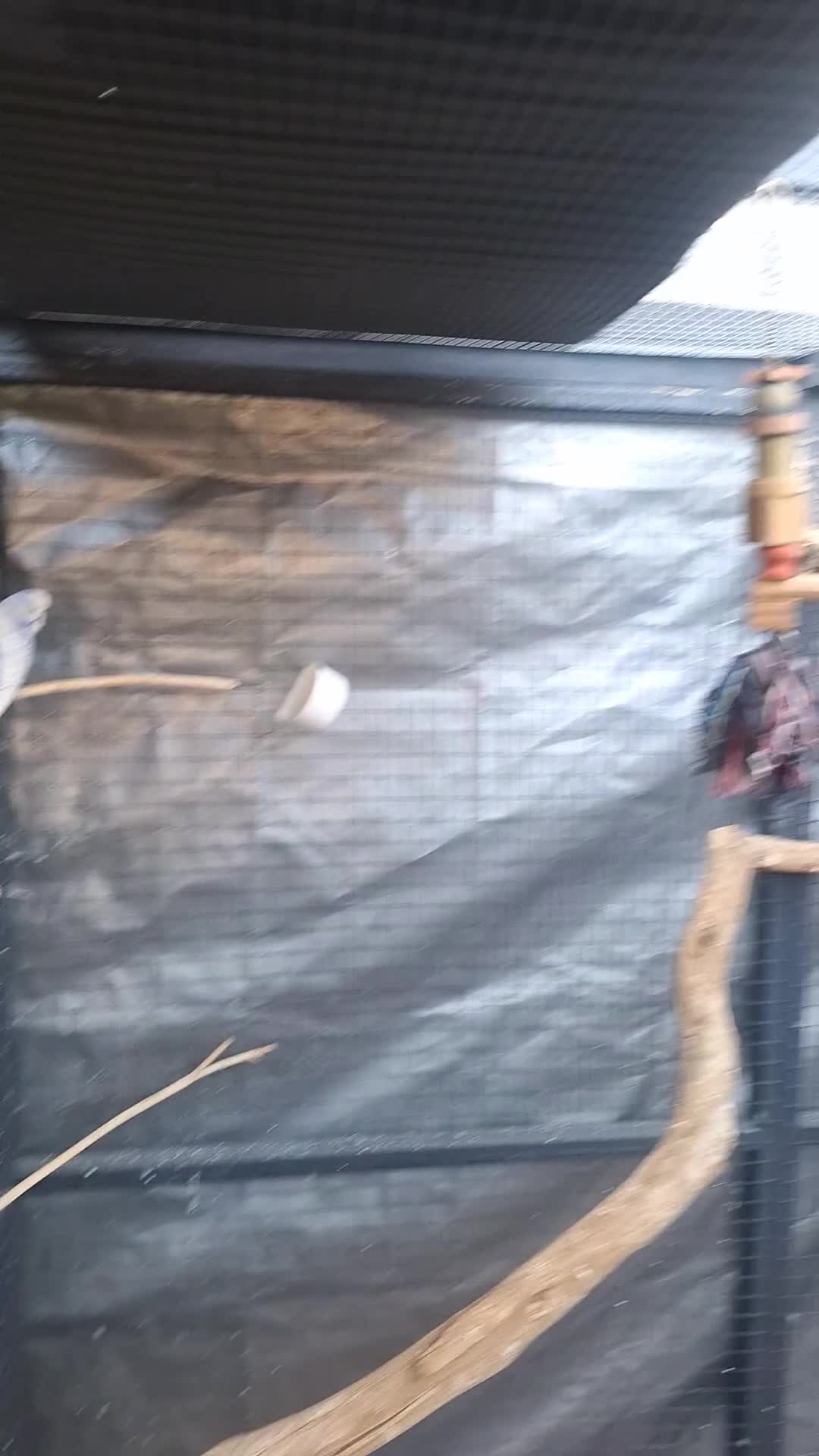 Budgerigars birds for sale: budgies for sale birmingham. - Video 1