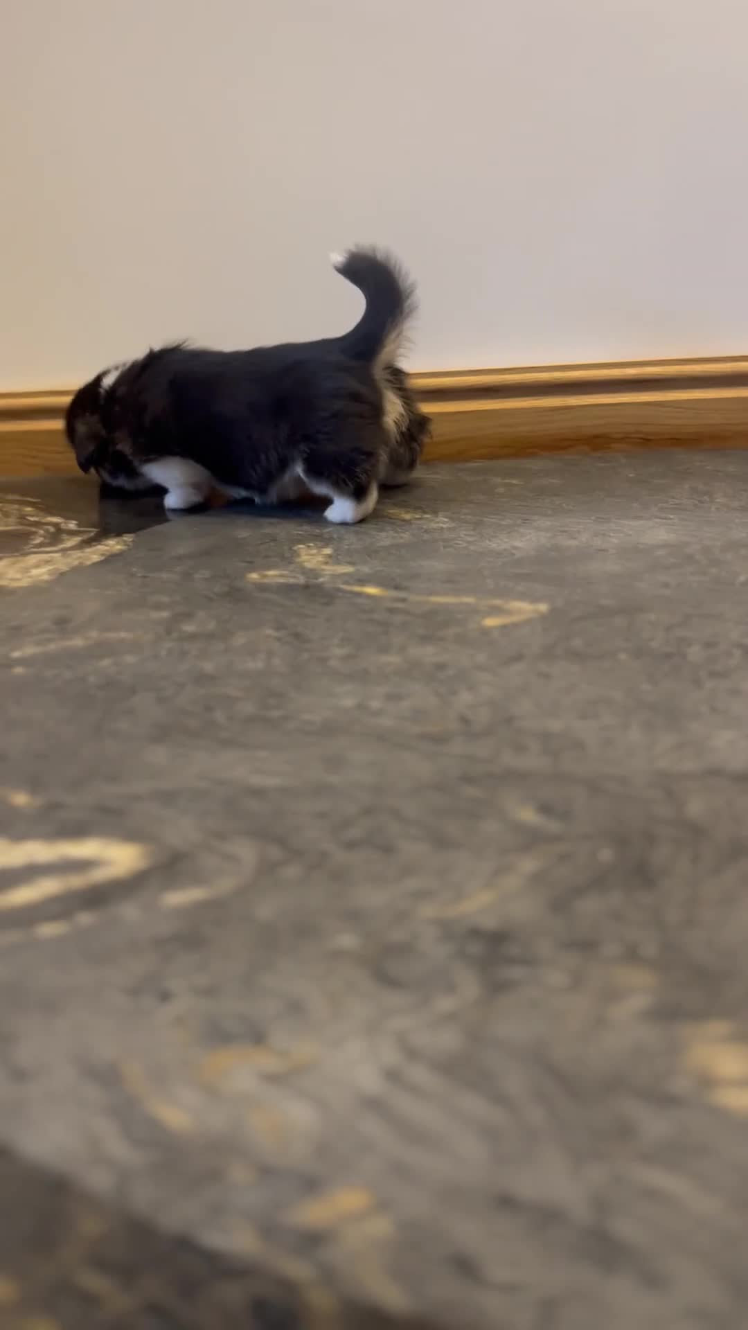 Welsh Corgi Pembroke dogs for sale: KC Pembroke Welsh Corgis (Gorgeous Tri Colour) - Video 3