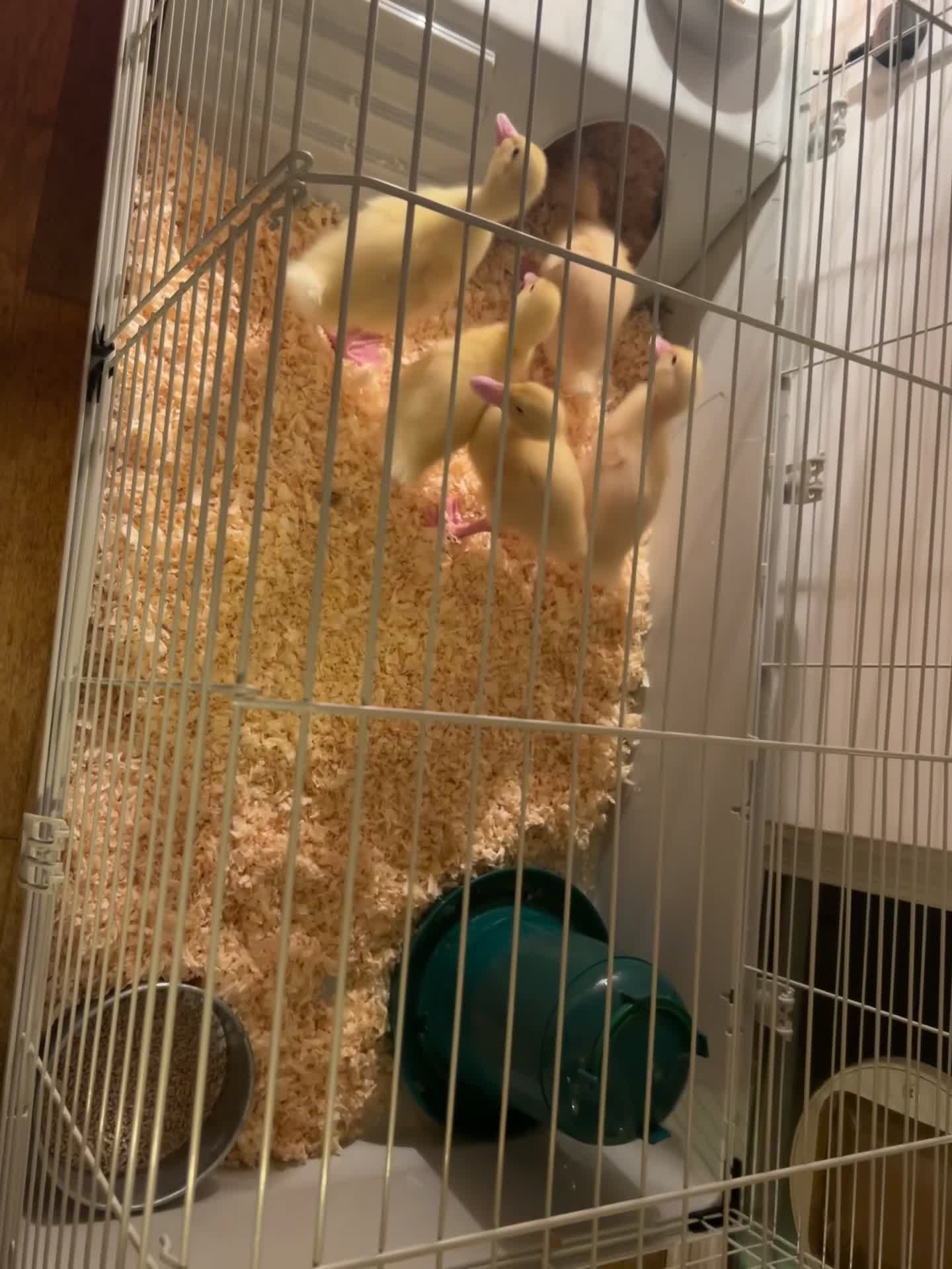 Ducks poultry for sale: 2/3 Pekin ducklings to go to loving home in Hastings - Video 1