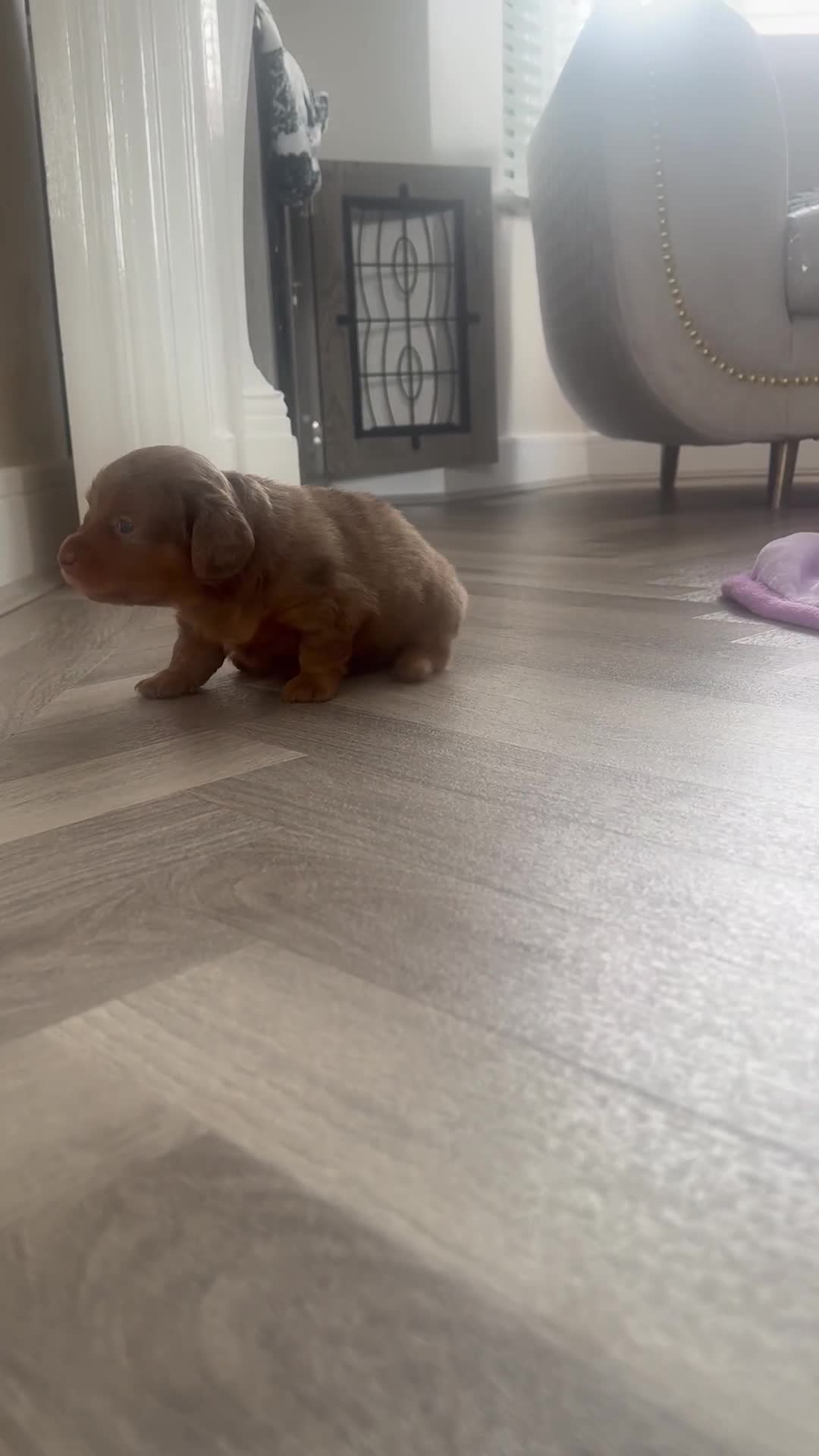Miniature Dachshund dogs for sale: 3 Beautiful miniature longhair dachshund puppies - Video 1