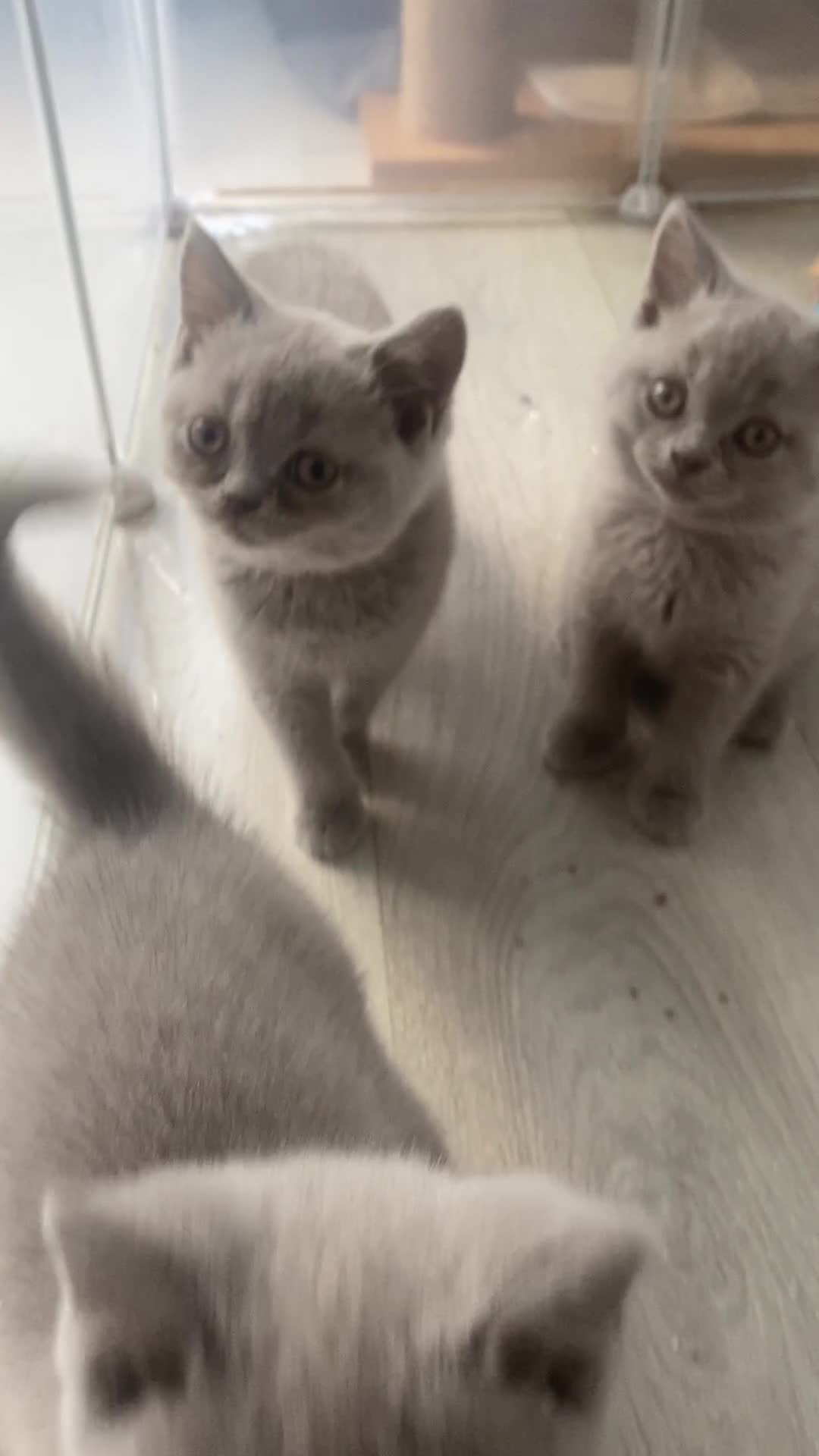British Shorthair cats for sale: 👑ROYALBLESS STUNNING LILAC BRITISH SHORTHAIR  - Video 1