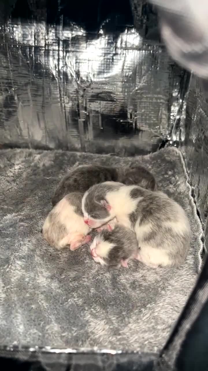 Mixed Breed cats for sale: 4 kittens require a loving forever home - Video 1